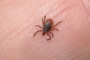 Illustrative image of the article Tick Diseases: 6 Most Common Illnesses From Tick Bites