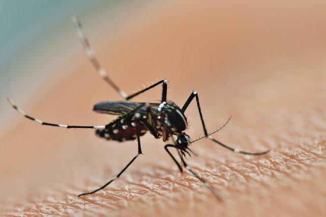 5 principais sequelas e complicações da dengue - Tua Saúde