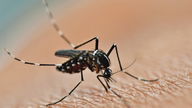 5 principais sequelas e complicações da dengue