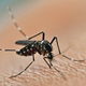 5 principais sequelas e complicações da dengue