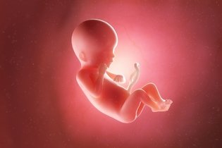 Imagen ilustrativa del artículo 19 semanas de embarazo: desarrollo del bebé y cambios en la mujer