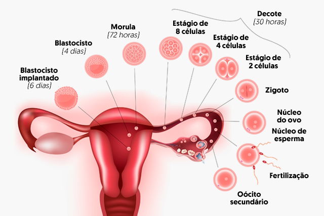 Fecundación Qué Es Cómo Ocurre Y Cómo Es El Desarrollo Embrionario Tua Saúde 