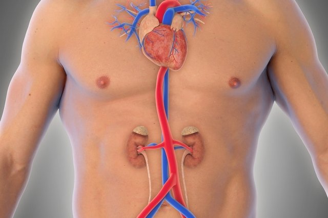 La aorta es el vaso rojo en el abdomen.