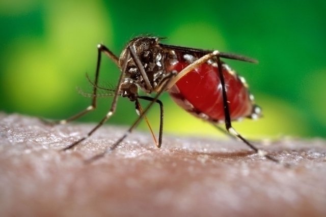Foto del mosquito del dengue