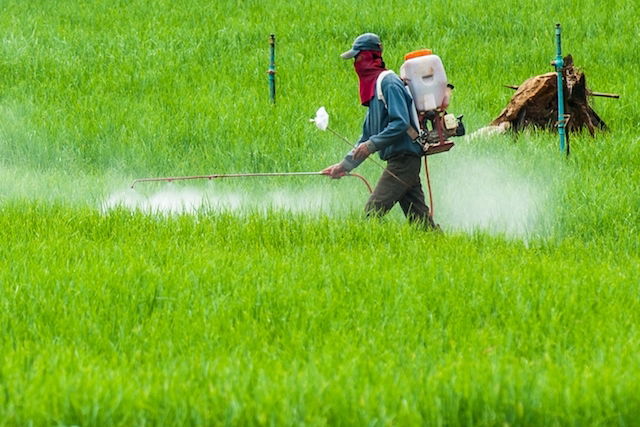 O que são alimentos transgênicos e riscos para a saúde