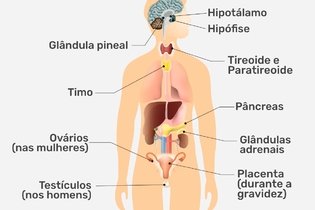 Imagem ilustrativa do artigo Sistema endócrino: o que é, função, glândulas e doenças comuns