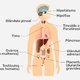 Sistema endócrino: o que é, função, glândulas e doenças comuns