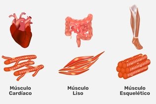 Imagen ilustrativa del artículo Tipos de músculos, clasificación y funciones