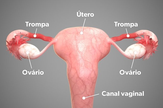 Obstrução das tubas uterinas: o que pode causar e como tratar? » Dr João  Dias