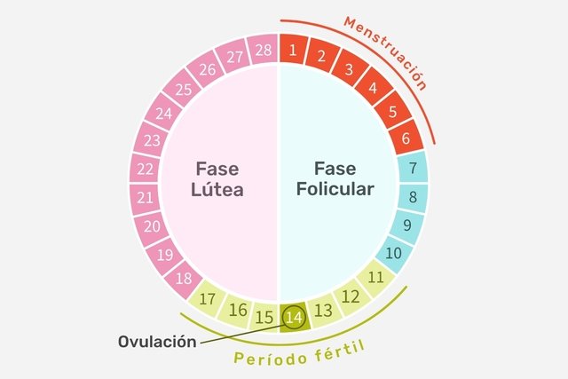 Laboratorio deseable cinta Ciclo menstrual: fases, cómo calcularlo y cómo funciona (¡con calculadora!)  - Tua Saúde