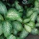 Plantas venenosas: quais são, sintomas de intoxicação e primeiros socorros