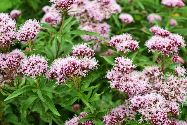 Valeriana para que serve como usar e efeitos colaterais Tua Sa de