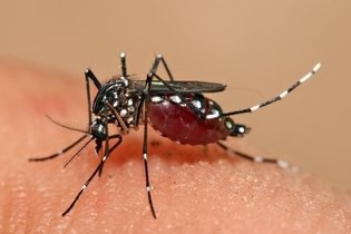 Imagen ilustrativa del artículo Dengue: síntomas, tratamiento y prevención
