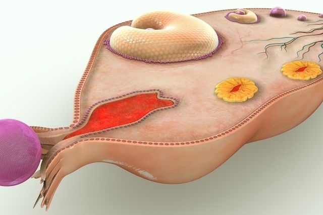 5 Causas De Dolor De Ovarios Izquierdo Y Derecho Y Qué Hacer Tua Saúde 4937