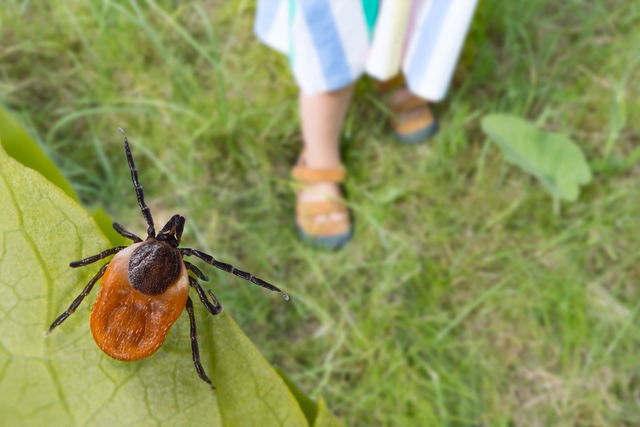 6 Doenças Causadas Pelo Carrapato Em Humanos Tua Saúde 