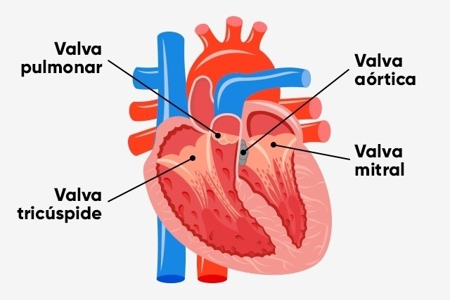 ما هي أمراض القلب الخلقية وأنواعها الرئيسية؟