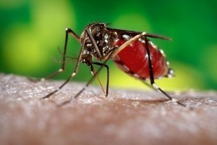 Tratamento da dengue (clássica e hemorrágica)