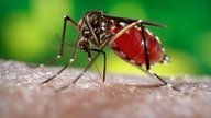 Tratamento da dengue (clássica e hemorrágica)