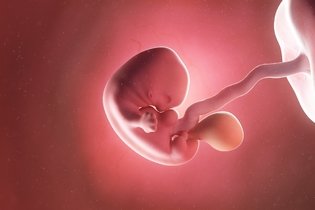 Imagem ilustrativa do artigo Desenvolvimento do bebê - 7 semanas de gestação