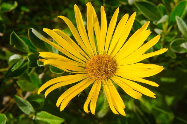 Arnica Para Que Sirve Y Como Usar Tua Saude