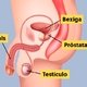 Próstata: o que é, funções, onde fica (e outras dúvidas)
