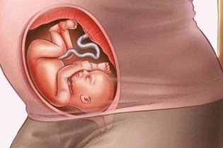 Gravidez semana a semana: como o bebê se desenvolve