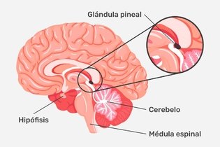 Imagen ilustrativa del artículo Glándula pineal: qué es, función y ubicación 