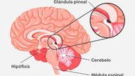 Glándula pineal: qué es, función y ubicación 