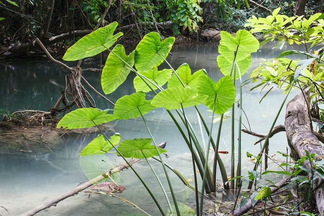 9 benefícios da taioba para a saúde (com receitas) - Tua Saúde