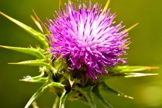 Illustrative image of the article Milk Thistle: Health Benefits, How to Make Tea & Side Effects