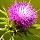Milk Thistle: Health Benefits, How to Make Tea & Side Effects