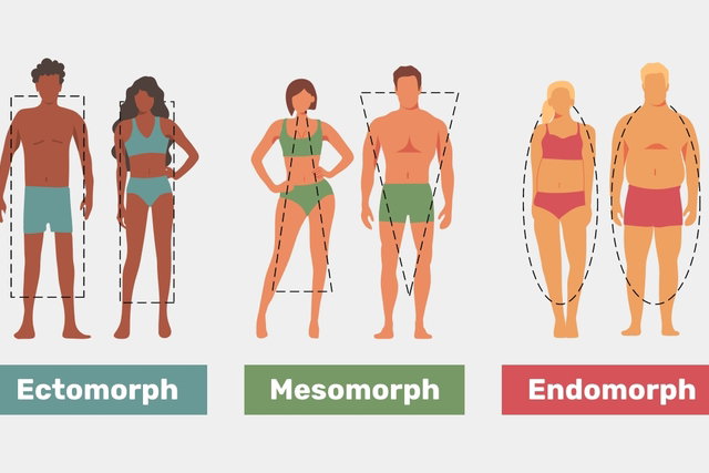 Body Types - Ectomorph, Mesomorph & Endomorph