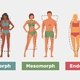 Which Body Type Are You? Ectomorph, Mesomorph or Endomorph