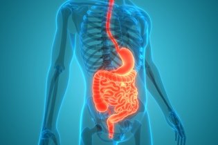 Sistema digestório: funções, órgãos e processo digestivo