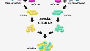 Quimerismo: o que é, tipos e como identificar