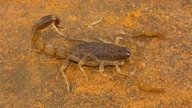 Picada de escorpião: sintomas e o que fazer