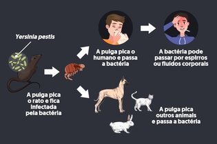 Imagem ilustrativa do artigo Yersinia pestis: o que é, tratamento, ciclo de vida e transmissão