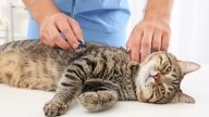 7 Enfermedades que transmiten los gatos a los humanos