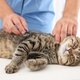 7 Enfermedades que transmiten los gatos a los humanos