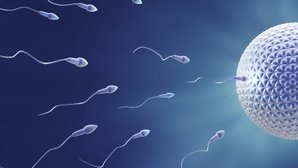 Conception Date Calculator: Find Out When You Got Pregnant