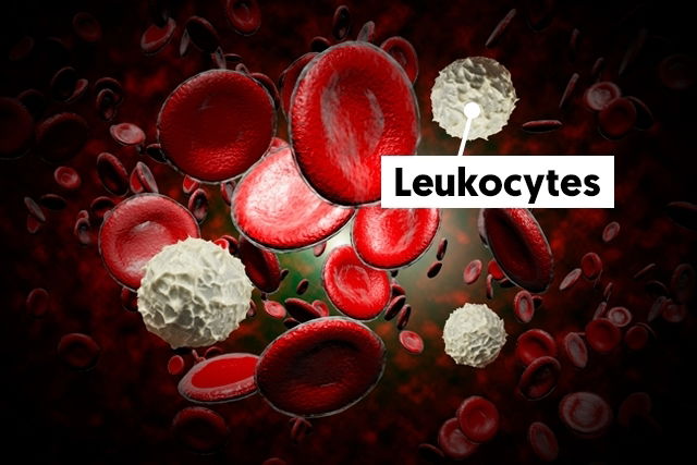 leukocytes-high-or-low-levels-what-results-mean-tua-sa-de