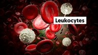 Leukocytes: What Are They & What Causes Them to Be High or Low
