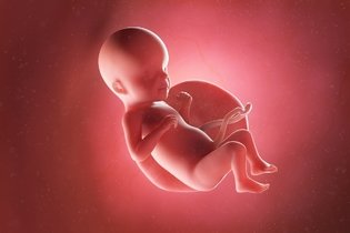Imagen ilustrativa del artículo 26 semanas de embarazo: desarrollo del bebé y cambios en la mujer