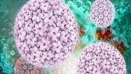 Principais sintomas de HPV na mulher e no homem