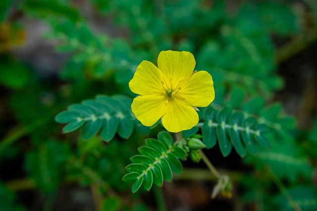 Tribulus terrestris Health Benefits Dose Side Effects Tua Sa de