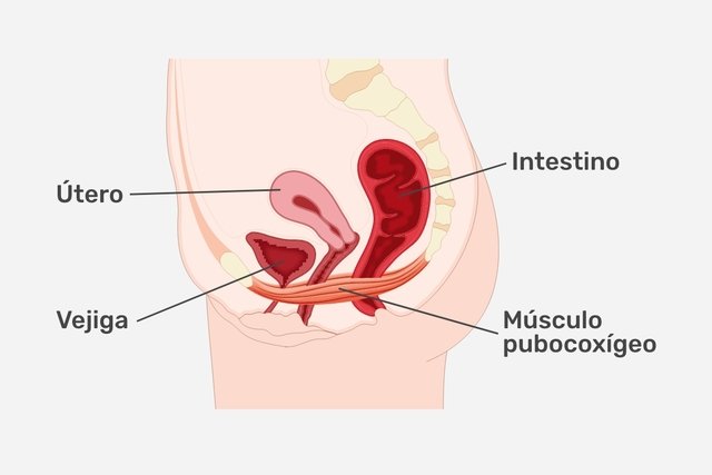 Localización del músculo pubocoxígeo