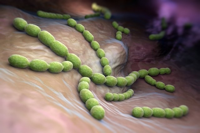 Streptococcus: o que é, como se pega e principais sintomas
