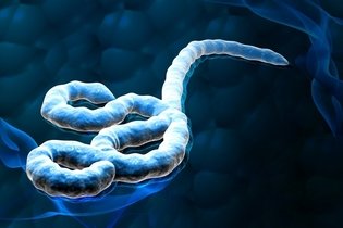 Imagem ilustrativa do artigo Ebola: o que é, sintomas, transmissão e prevenção