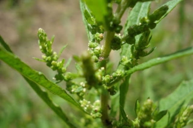 Rosemary Tea: 10 Health Benefits, How to Make & Side Effects - Tua