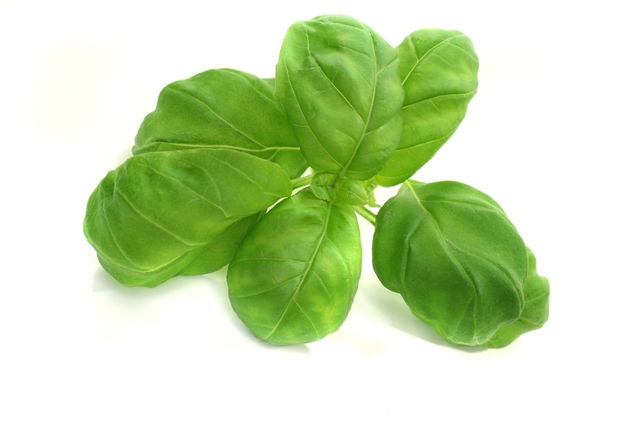 10 Basil Benefits for Your Health with Nutritional Info Recipes